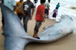 25-Feet-long rare blue whale washes ashore in Andhra Pradesh, Watch